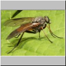 Rhagio notatus - Schnepfenfliege m06.jpg